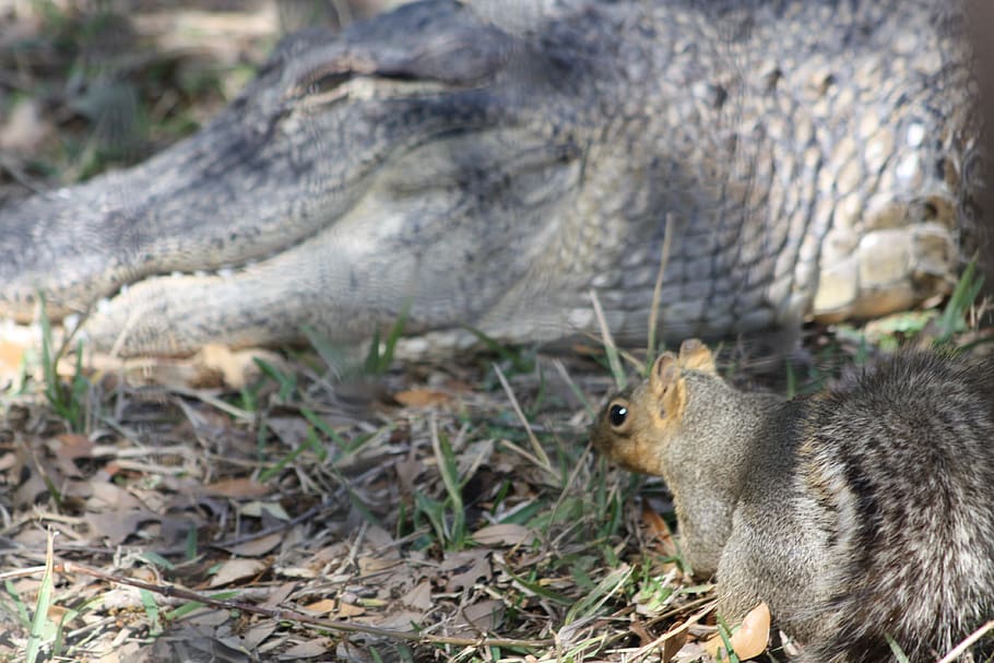 alligator, animal themes, animal wildlife, one animal, mammal HD wallpaper