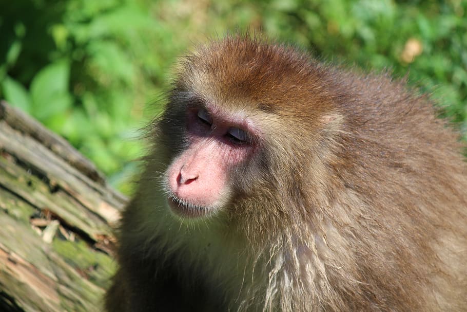 monkey, macaque, mammals, primate, zoo, nature, fur, evolution HD wallpaper