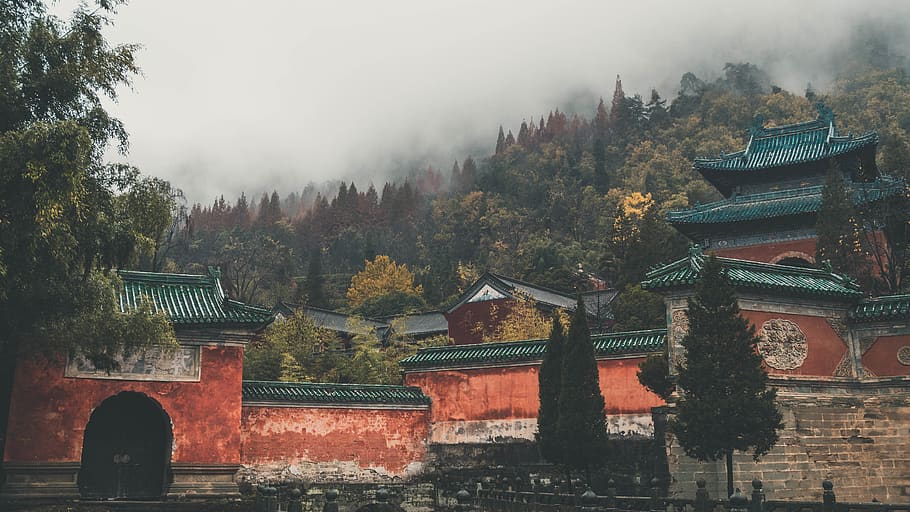 fog covered mountain, tree, building, temple, fir, abies, plant HD wallpaper