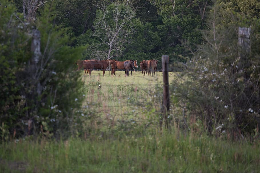 horse, horses, farm, field, animal, animal themes, plant, mammal HD wallpaper