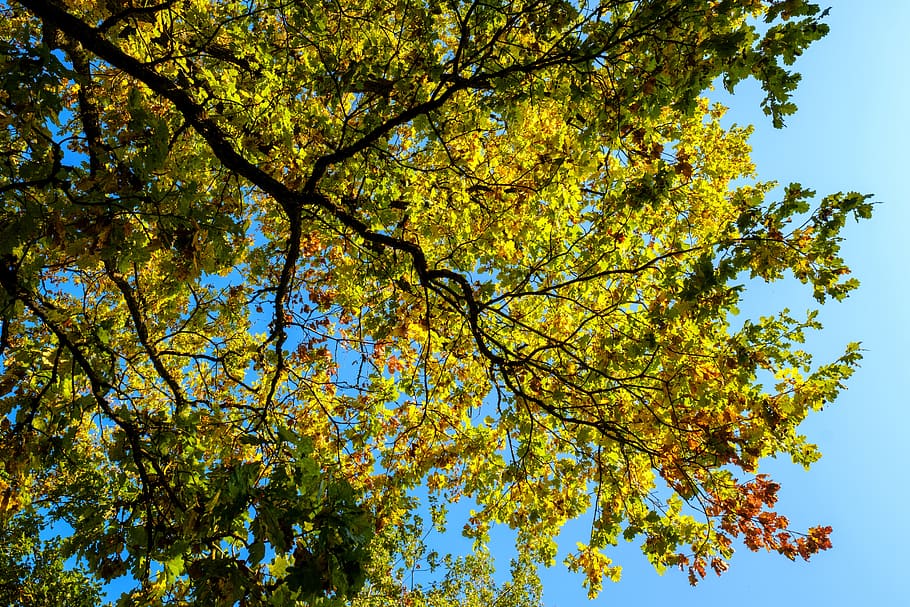 oak, tree, leaves, autumn, colorful, aesthetic, sky, plant, HD wallpaper