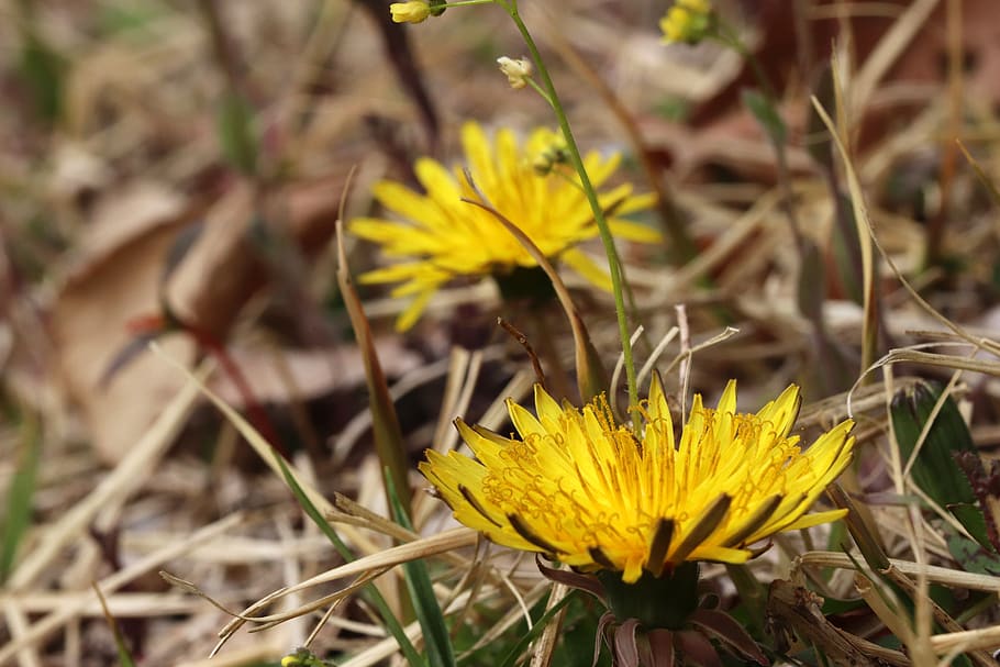 dandelion, spring, nature, flowers, plants, seeds, macro, close HD wallpaper