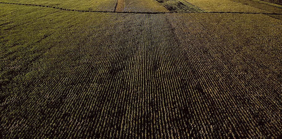 portugal, em577, pattern, landscape, wallpaper, cornfields HD wallpaper