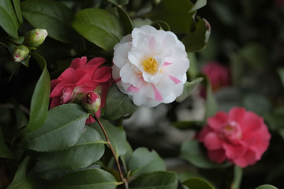 white cluster flower, flowering plant, beauty in nature, petal HD wallpaper