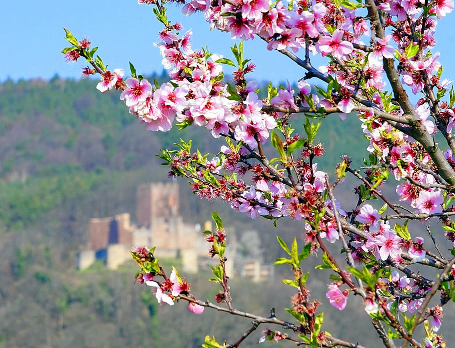 almond tree, blossom, bloom, spring, castle, landscape, flower HD wallpaper