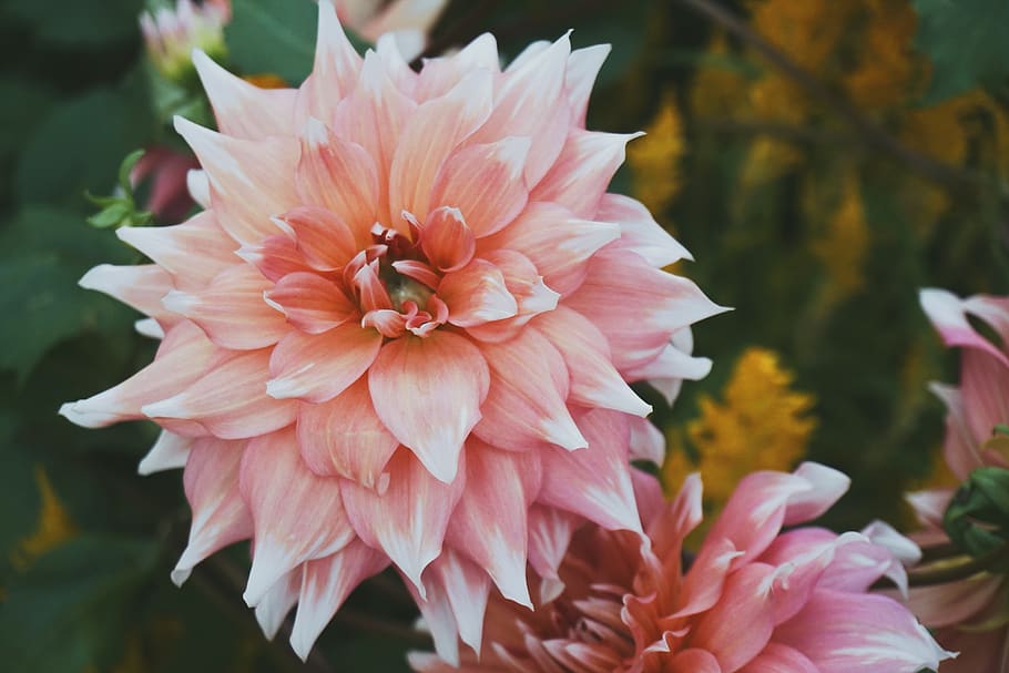 flower, spring, flowering plant, petal, fragility, vulnerability HD wallpaper