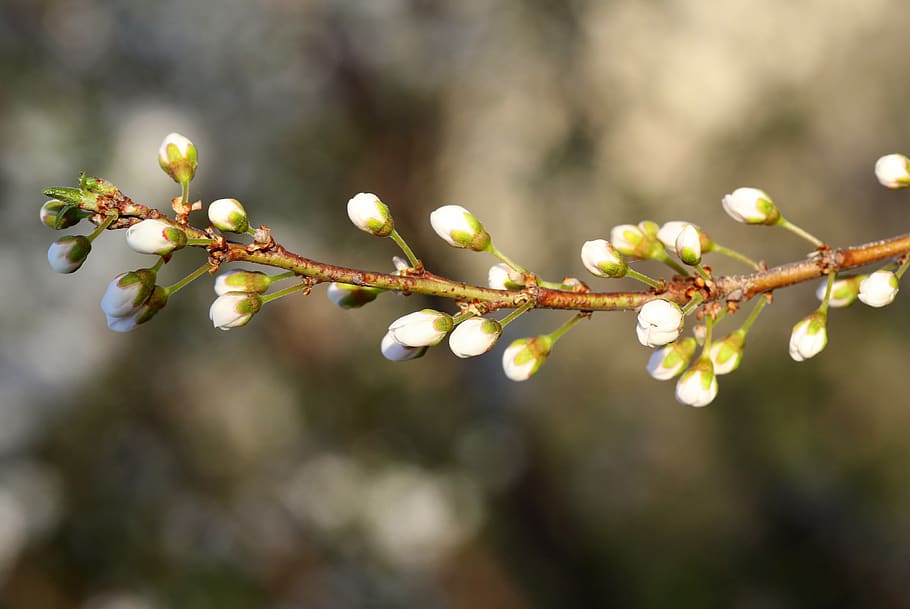 flowers, freshman, casey, tree, spring, bud, nice, plant, growth HD wallpaper