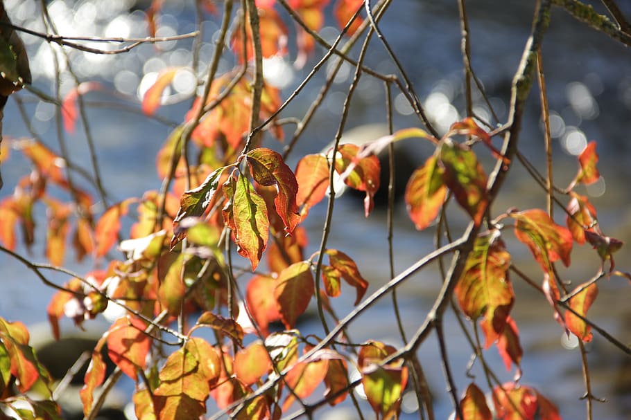fall leaves, light, shadow, autumn, water, golden, bright, plant HD wallpaper
