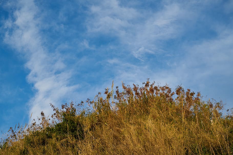 plant, tree, blue, cloud, landscape, background, pattern, texture HD wallpaper