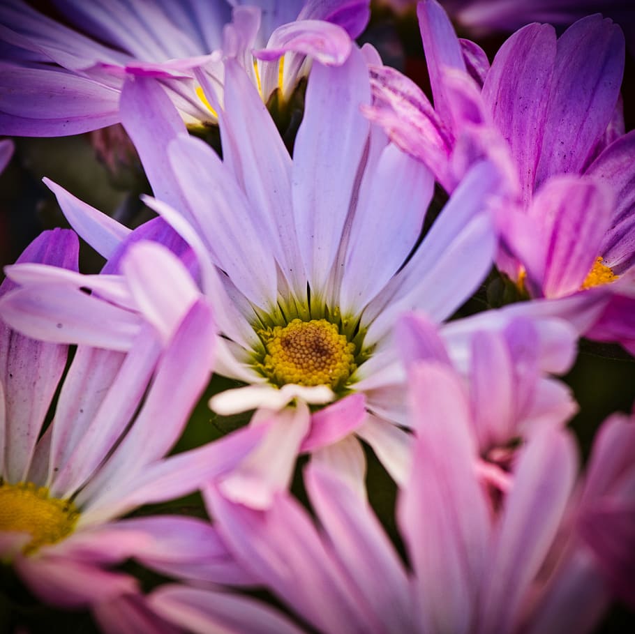 asters, bright, blossom, bloom, close up, pink, autumn, greeting card HD wallpaper