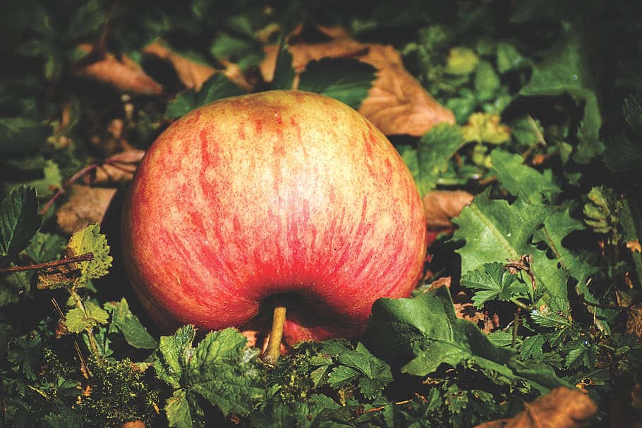 apple, ripe, red, delicious, fruit, healthy, vitamins, food HD wallpaper