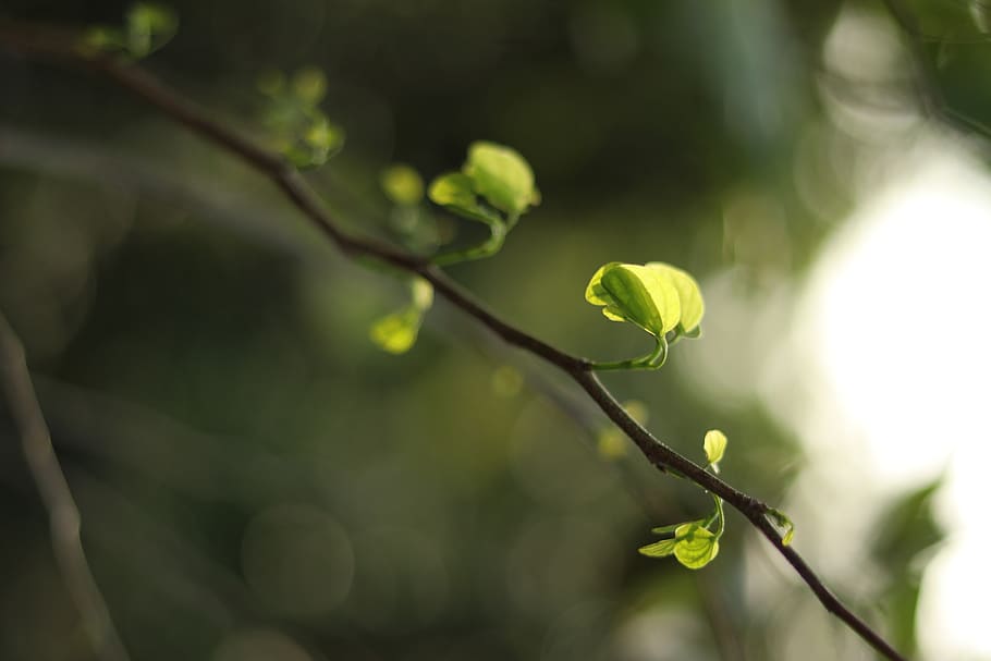 plant, leaf, tree, flare, light, sprout, vegetable, grain, produce HD wallpaper