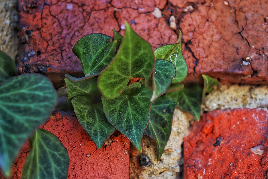brick, cracks, wall, foliage, exterior, concrete, colors, leaf HD wallpaper
