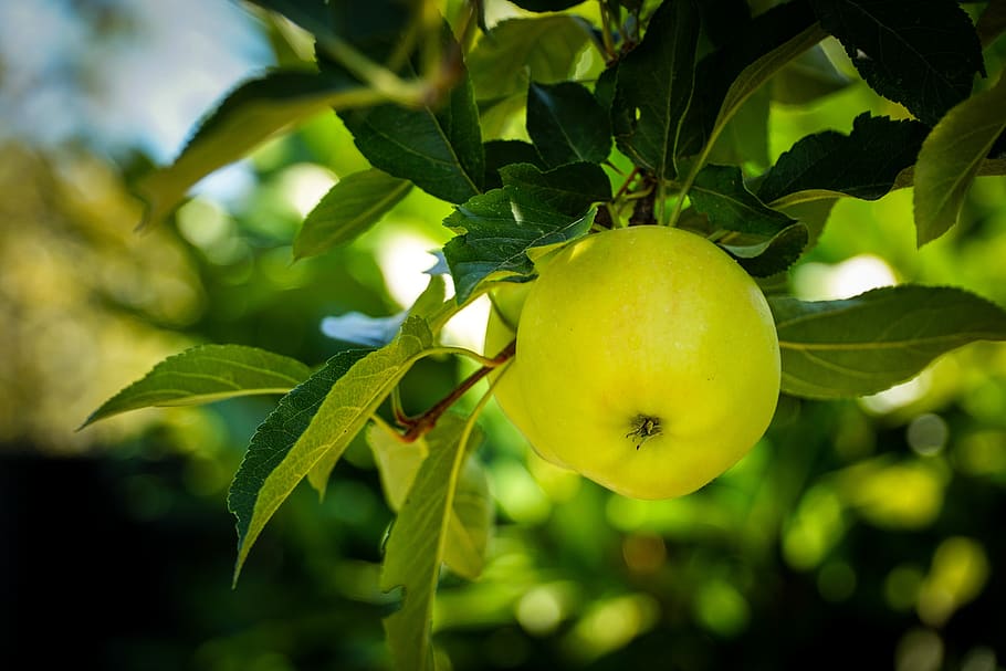 apple, green, tree, apple tree, fruit, healthy, fresh, vitamins, HD wallpaper