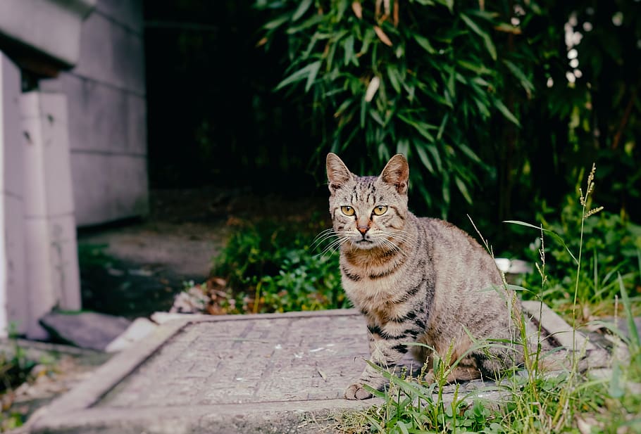 brown tabby cat, animal, pet, abyssinian, mammal, manx, plant HD wallpaper