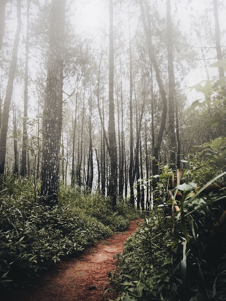 pathway between trees and grass at daytme, mist, fog, leaf, leaves HD wallpaper