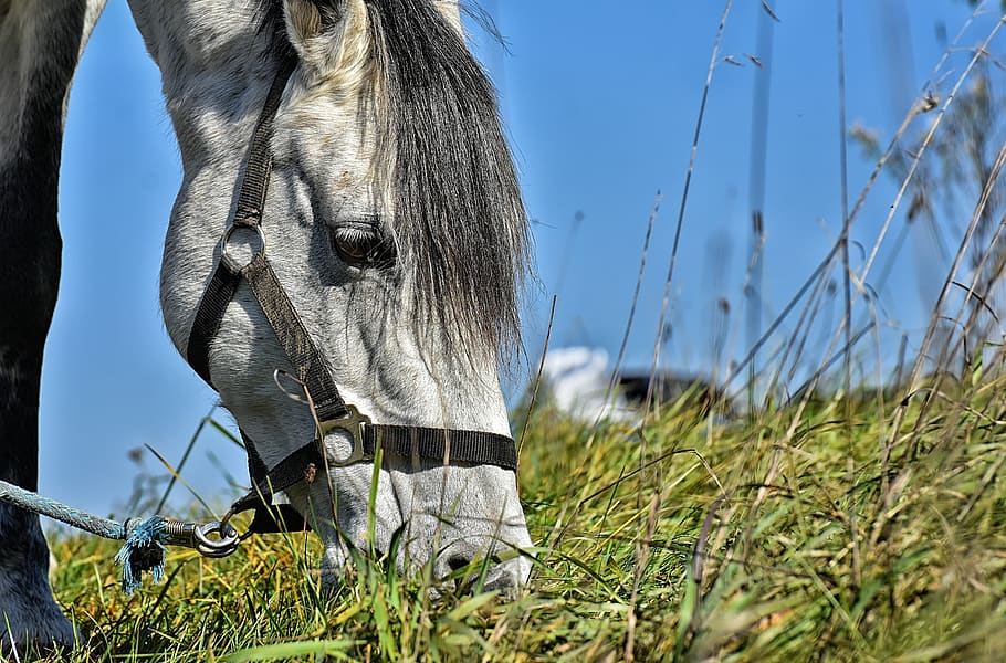 mold, sky, blue, pony, animal, blue sky, mare, cute, pferdeportrait HD wallpaper