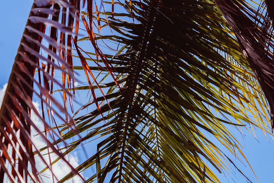 tree, plant, palm tree, flare, light, window, summer, beach HD wallpaper
