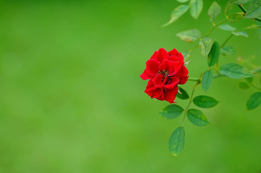 flower, rose, red, nature, love, romantic, garden, flowering plant, HD wallpaper