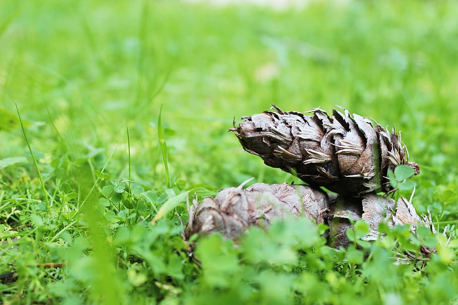 united states, angwin, pinecones, grass, nature, animal themes HD wallpaper