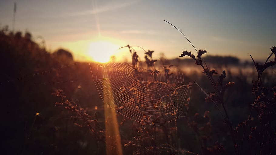 lake, sun, rays, cobweb, dawn, morning, warm, tones, sunset HD wallpaper