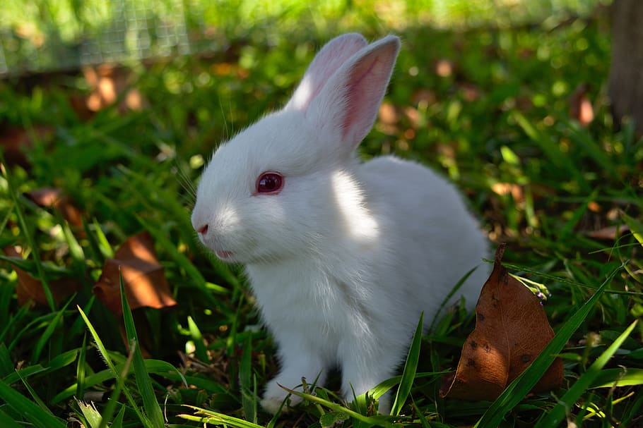 rabbit, grass, cute, bunny, easter, animal, furry, easter bunny, HD wallpaper