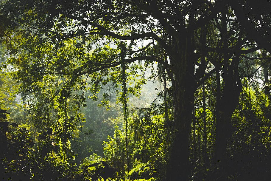 Green Leafed Tree, branches, environment, forest, india, rainforest HD wallpaper
