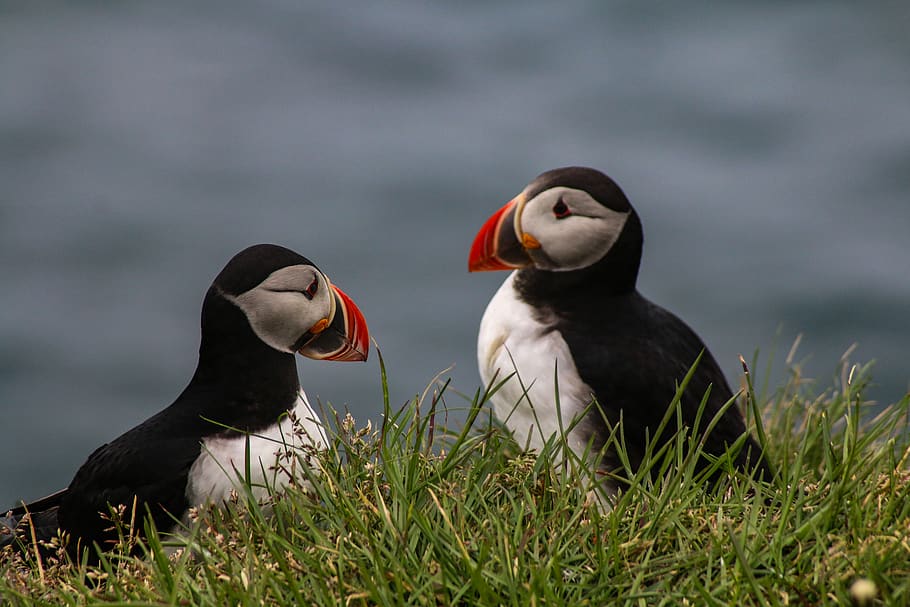 two birds sitting on grass, animal, beak, iceland, puffin, nature HD wallpaper