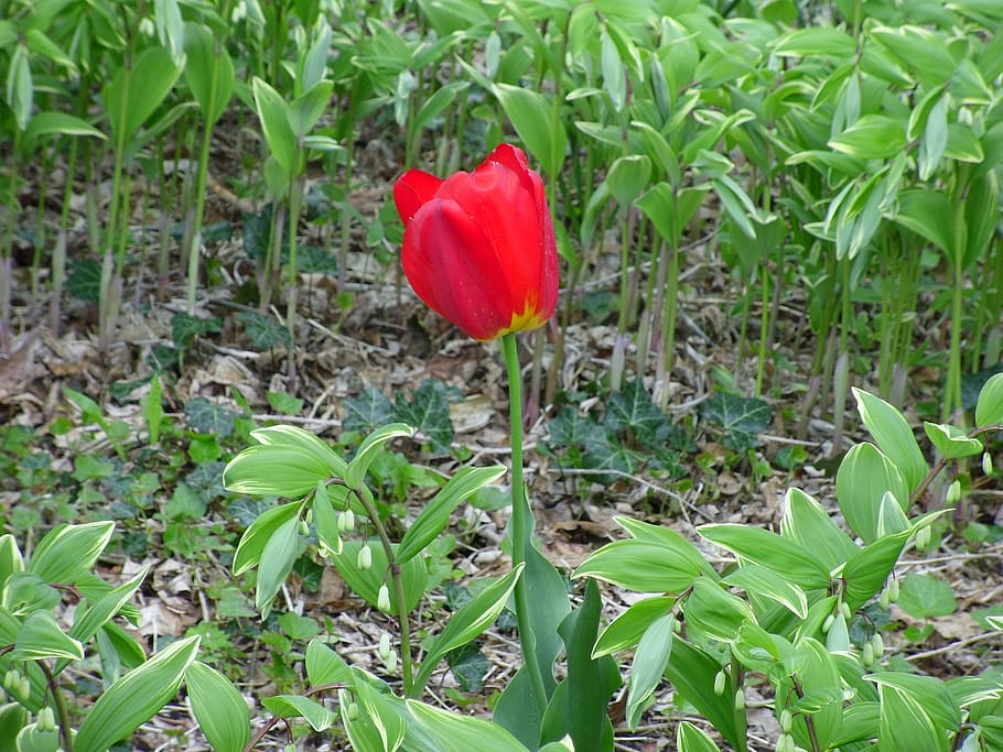 nature, tulip, spring, red, green, growth, flowering plant HD wallpaper