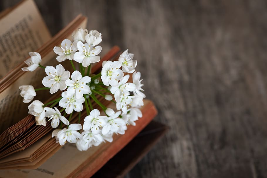 blossom, bloom, white, book, book pages, flower, white flower HD wallpaper
