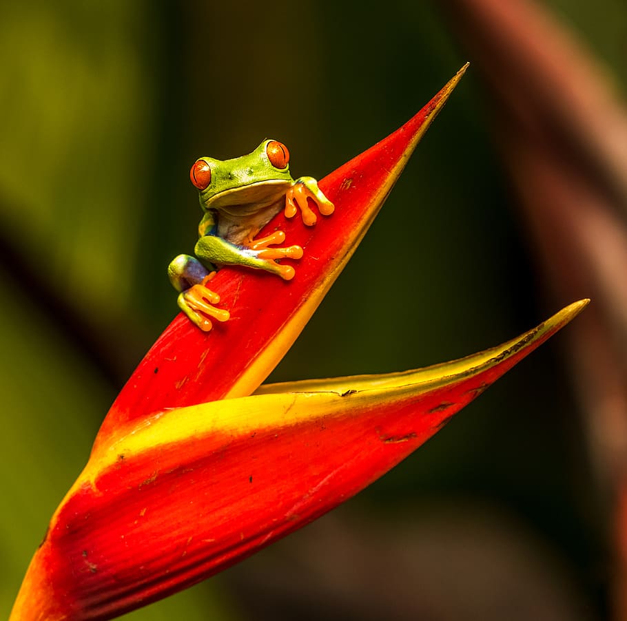 green tree frog on red leaf, animal, amphibian, wildlife, costa rica HD wallpaper