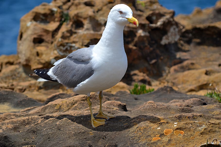 beach, rocks, feather, bird, nature, ocean, sea, seagull, animal themes HD wallpaper