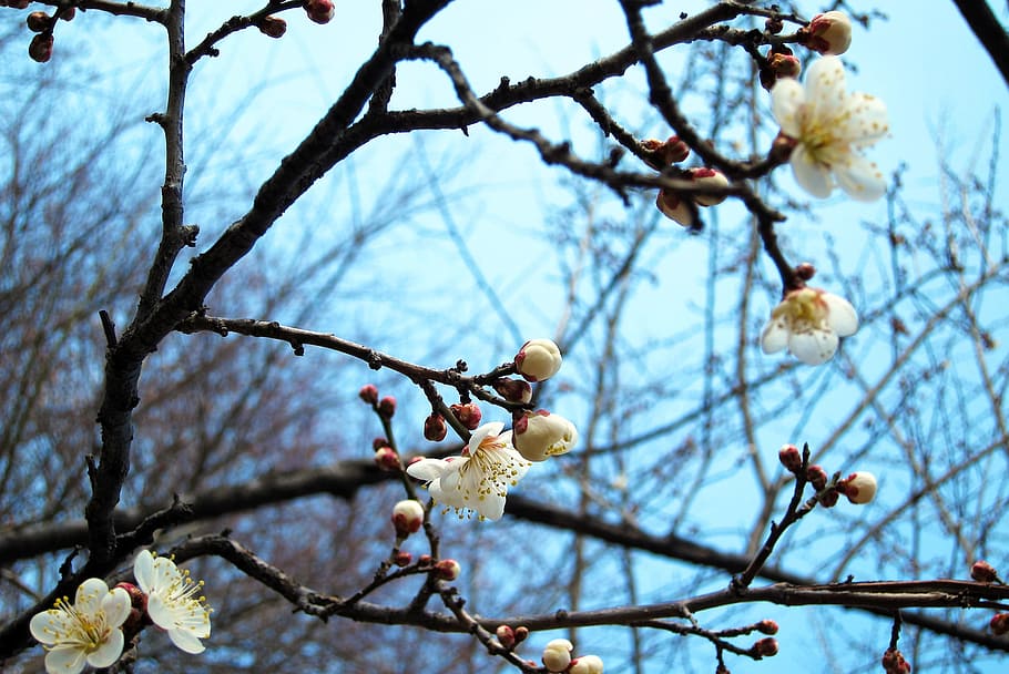 tree, fresh, flower, nature, fragrance, garden, blooming, branch HD wallpaper