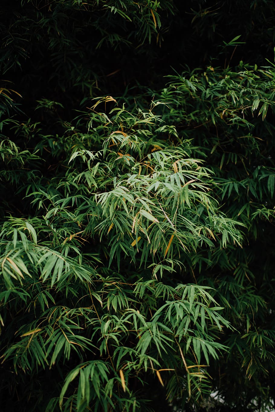 plant, green color, growth, beauty in nature, tree, tranquility HD wallpaper