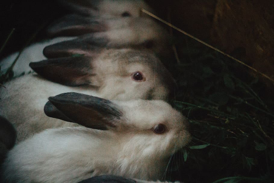 rabbits, grass, herb, ears, mammal, animal, animal themes, pets HD wallpaper
