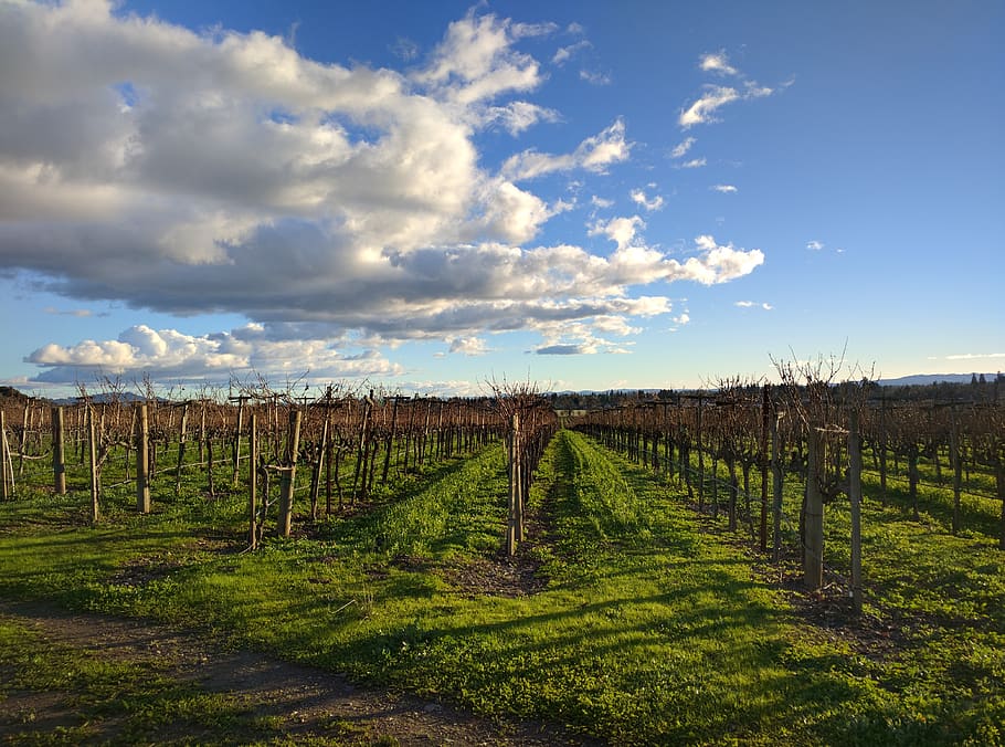 united states, sonoma county, vinyard, clouds, sky, plant, landscape, HD wallpaper