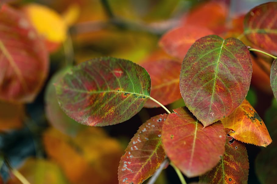 united states, akron, 1333 home ave, fall, serviceberry, closeup, HD wallpaper