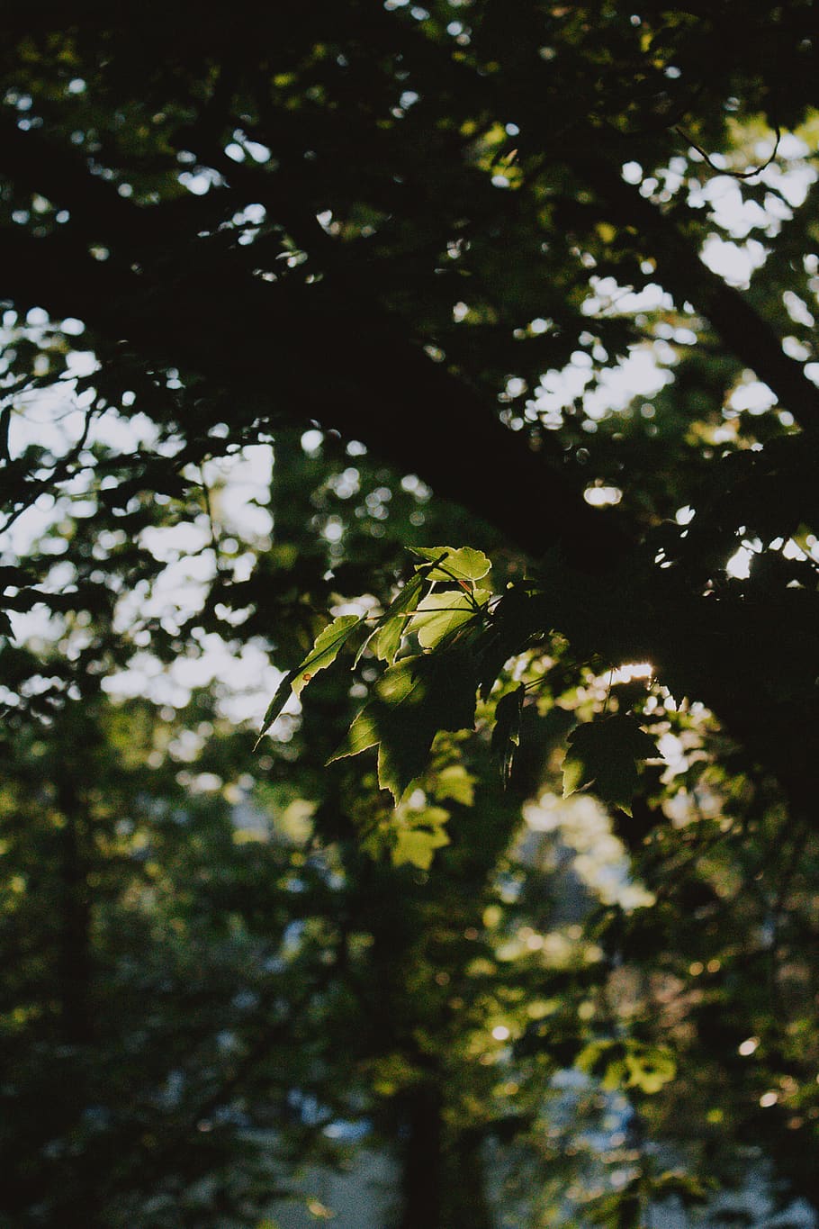 plant, leaf, tree, sunlight, animal, flying, bird, leaves, nature HD wallpaper