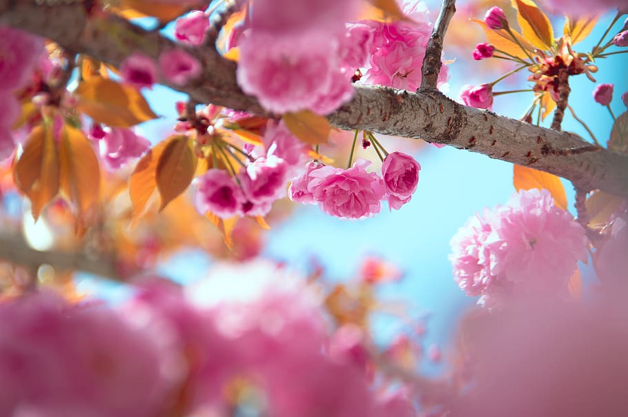 pink, japan cherry, flower, spring, fresh, wood, color, blooms at HD wallpaper