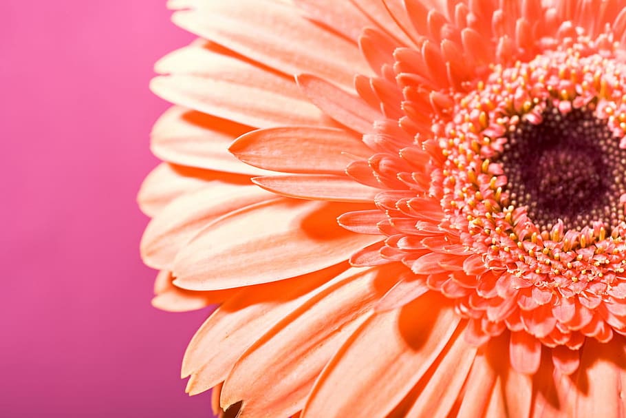 background, beautiful, blossom, botany, daisy, flora, flower HD wallpaper