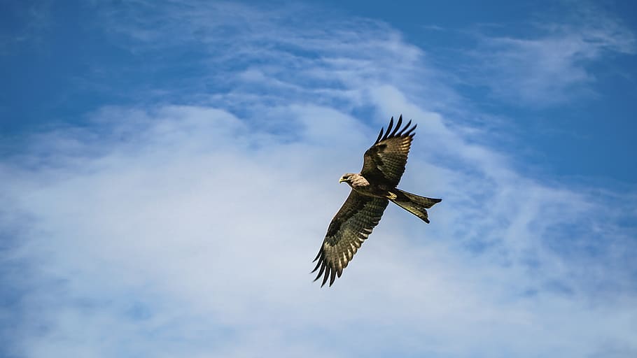 bald eagle flying under cloudy sky, bird, animal, vulture, buzzard HD wallpaper