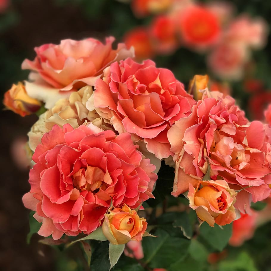 Close-Up Photography of Pink Flowers, bloom, blooming, blossom HD wallpaper