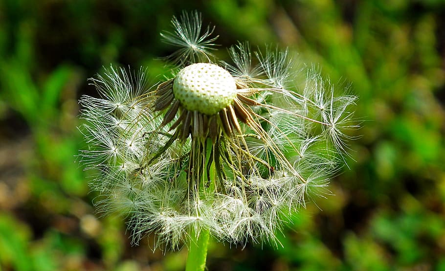 nuns, dandelion, spring, nature, meadow, closeup, weed, seeds HD wallpaper