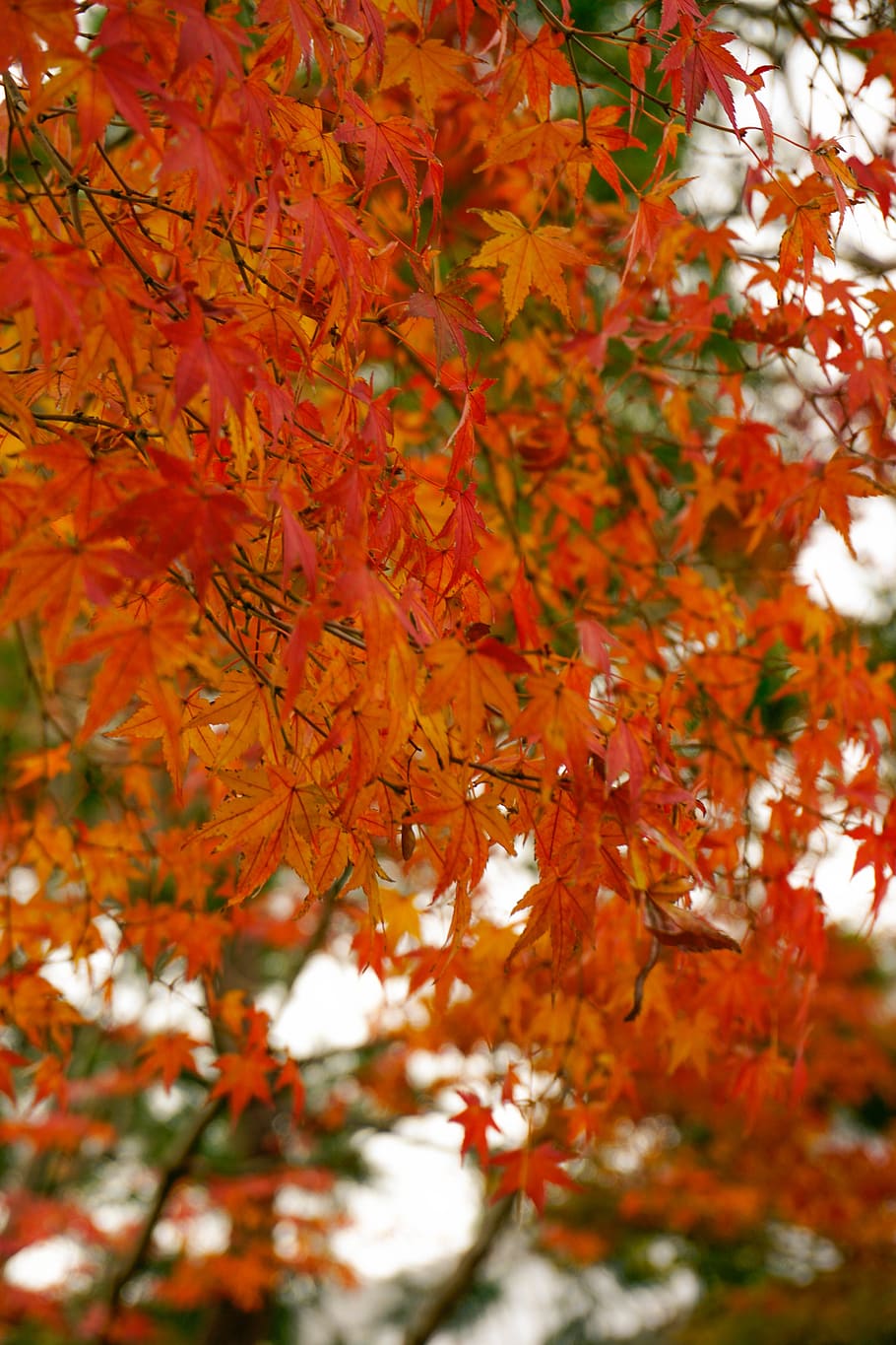 plant, leaf, tree, maple, japan, kyoto, maple leaf, autumn HD wallpaper