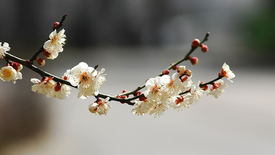 cherry flowers, petal, summer, stem, floral, the nature of the HD wallpaper