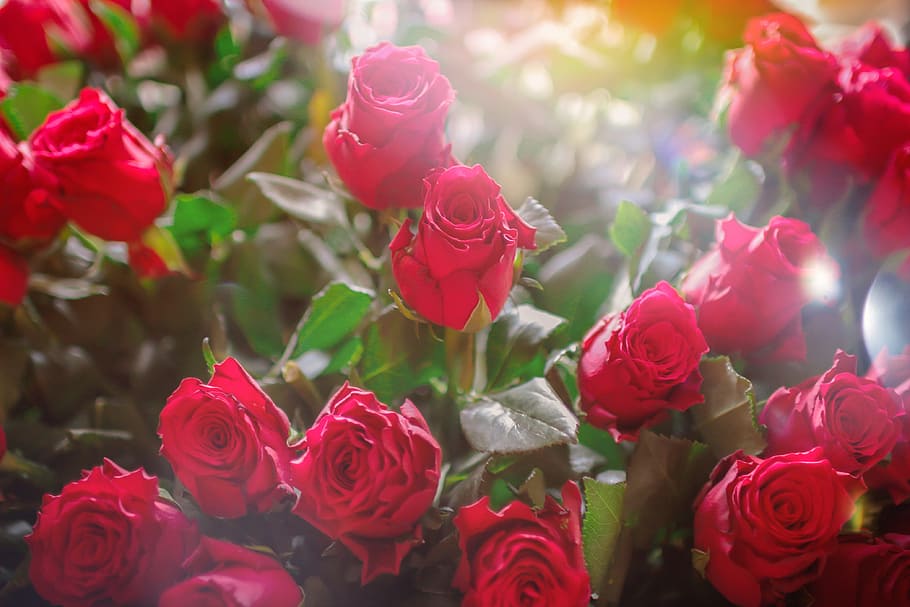 Valentine’s Day, A huge bouquet of roses for a woman, flower HD wallpaper