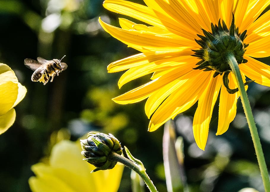 Yellow Petaled Flower With Black Yellow Bee during Daytime Focus Photography HD wallpaper