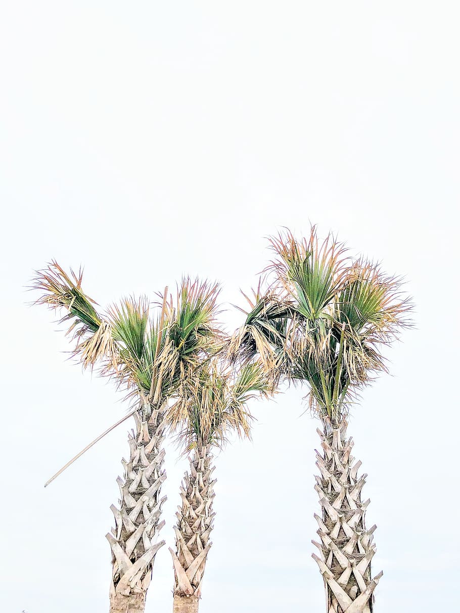 three green linear-leafed plants, tree, arecaceae, palm tree HD wallpaper
