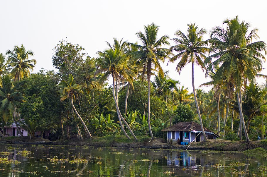 india, kerala, backwaters, coconut trees, reflection, nature, HD wallpaper