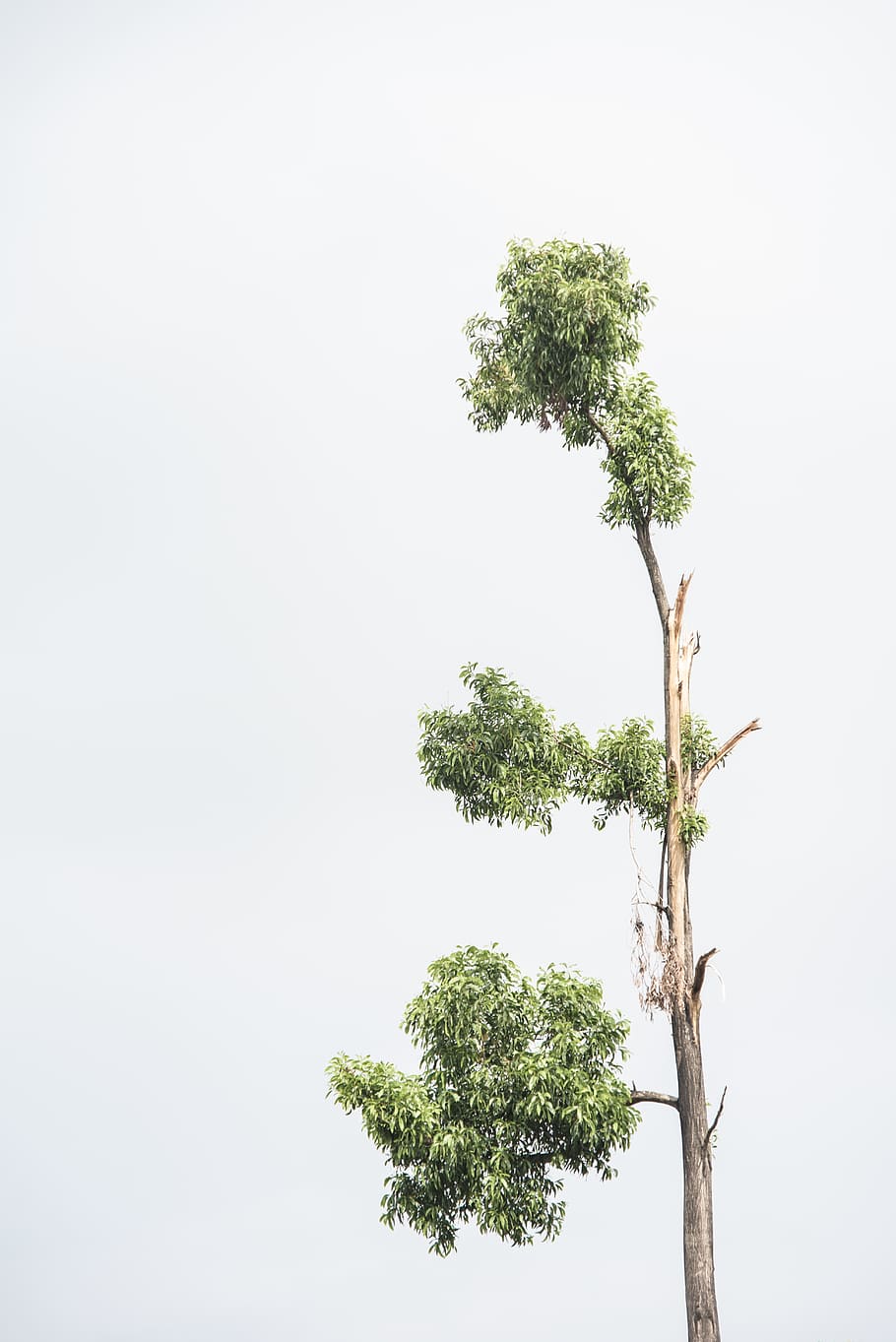 green leaf tree during daytime, plant, growth, sky, clear sky HD wallpaper